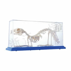 Biological Model Series兔骨骼标本