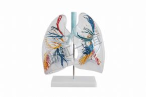 生物及医疗模型161 透明肺泡模型