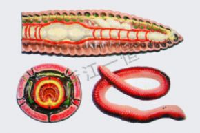 生物及医疗模型3120 蚯蚓解剖模型