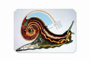 生物及医疗模型3123 蜗牛解剖模型
