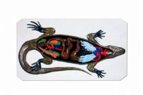Biological and medical models3122 蜥蜴解剖模型