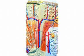 生物及医疗模型3126 肾脏模型