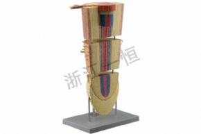 生物及医疗模型3135 双子叶植物根模型