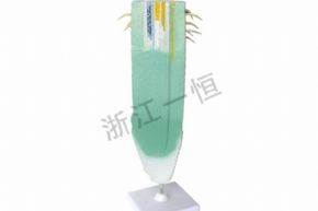 生物及医疗模型3202 根纵剖模型