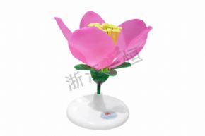 生物及医疗模型3207 桃花模型