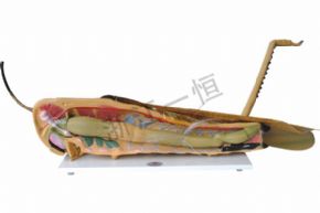 生物及医疗模型3210 蝗虫解剖模型