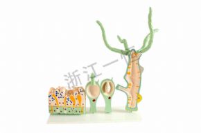 生物及医疗模型3214 水螅解剖模型