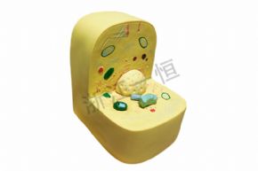生物及医疗模型3216 细胞亚显微结构模型