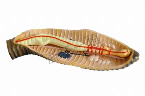 生物及医疗模型3221 蚯蚓解剖模型