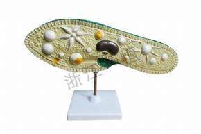 生物及医疗模型3219 草履虫模型