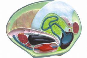 生物及医疗模型3222 河畔解剖模型
