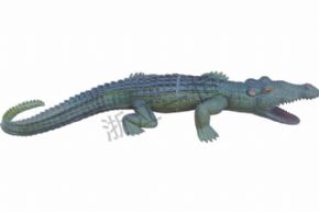 生物及医疗模型3234 仿真扬子鳄