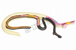 生物及医疗模型3232 血吸虫模型