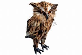 生物及医疗模型3239 仿真猫头鹰