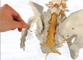 生物及医疗模型157-3 盆骨模型