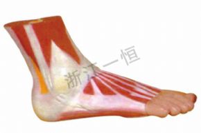 生物及医疗模型159-3 脚模型