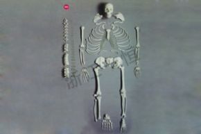 生物及医疗模型3302-1 人体骨骼模型