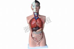 生物及医疗模型3302 人体半身模型