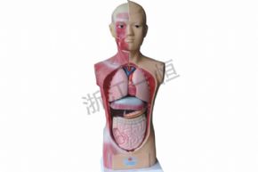 生物及医疗模型3303 42人体半身模型