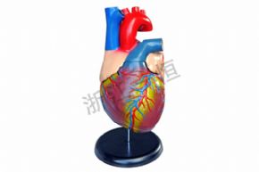 生物及医疗模型3305 5倍心脏解剖模型