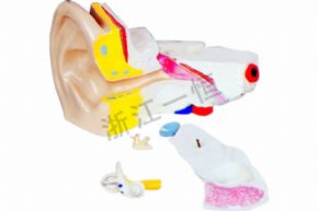 生物及医疗模型3310 耳解剖模型
