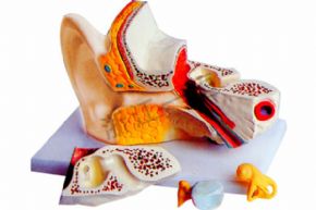 生物及医疗模型3310-2 耳解剖模型
