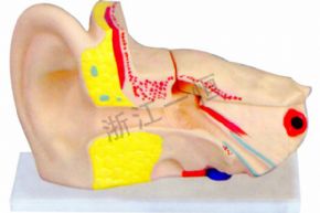 生物及医疗模型3310-3 耳解剖模型