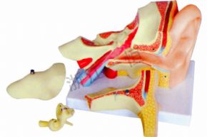 生物及医疗模型3310-4 耳解剖模型