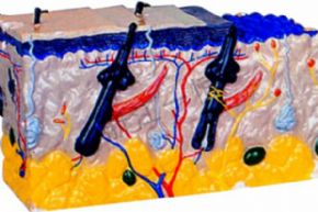 生物及医疗模型3311-4 皮肤结构模型