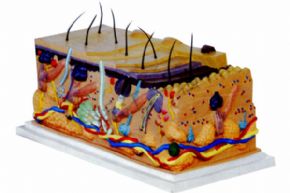 生物及医疗模型3332 立体皮肤