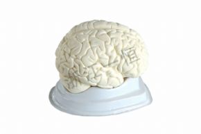 生物及医疗模型33211 脑解剖模型