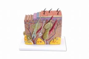 生物及医疗模型33215 皮肤模型