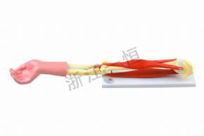 生物及医疗模型33220肘关节活动模型