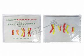 生物及医疗模型33305减数分裂中染色体变化的组件