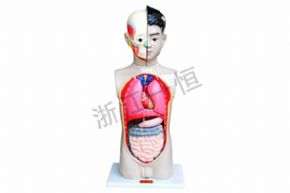 生物及医疗模型39053 少年人体半身模型