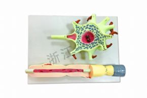 生物及医疗模型J3218 神经元细胞模型