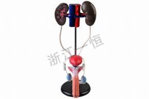 生物及医疗模型J3311 男性泌尿系统