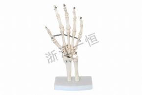 生物及医疗模型SM151 自然大手关节模型