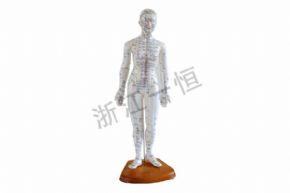 生物及医疗模型SM160 人体针灸模型（48CM）