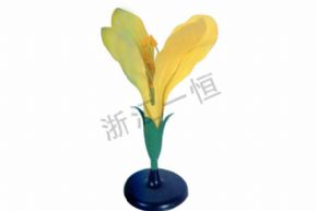 生物及医疗模型SM-305 油菜花模型