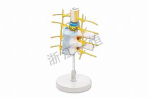 生物及医疗模型SM-M002脊髓和脊神经，脊髓神经模型