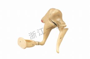 生物及医疗模型SM-M006听小骨