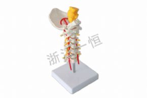 生物及医疗模型SM-M025脊髓颈椎枕骨模型