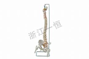 生物及医疗模型SM-M035 脊柱带股骨