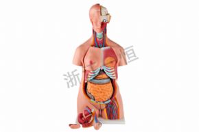 生物及医疗模型XY-203 85cm两性人体躯干模型