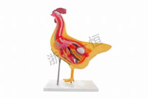 生物及医疗模型鸡模型