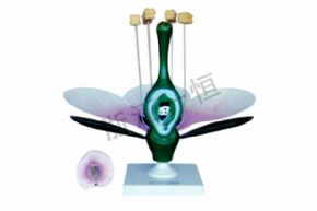 生物及医疗模型苹果花模型