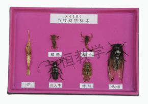标本节肢动物标本