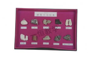 标本岩石化石标本