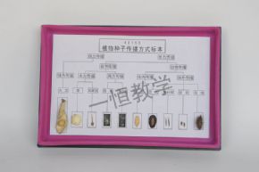 标本植物种子传播方式标本